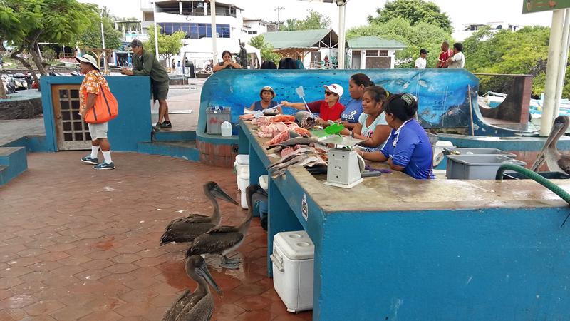 Custom Touring in Galapagos, Puerto Ayora fish market
