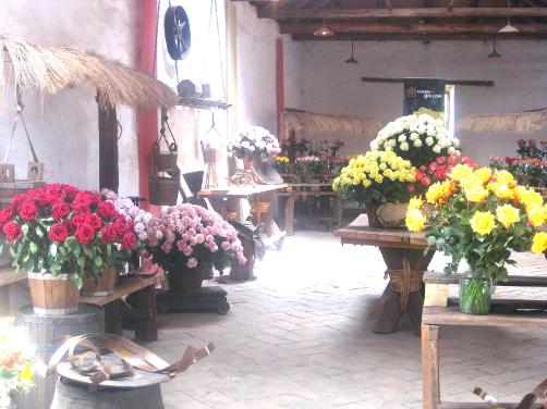 L' Compania rose farm, Andean Highlands