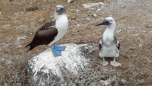 Custom Touring in Galapagos, blue footed boobies
