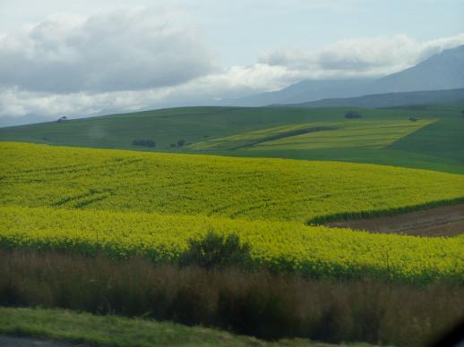 Canola fields near Caledon