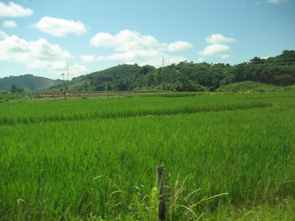 Green rice paddies, Thailand