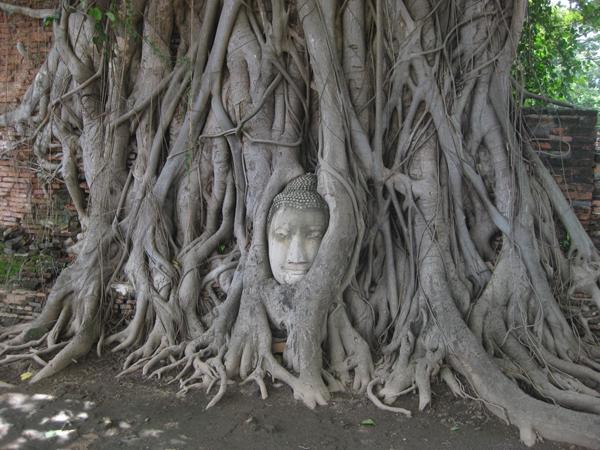 Buddha image hidden in tree roots, Thailand